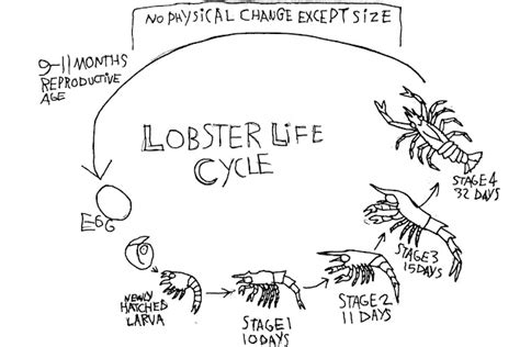 Mikroraptor Musings: Crustacean Life Cycles