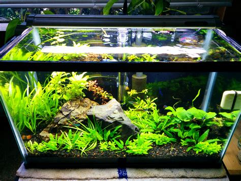 10 Gallon Planted, Over a Year with this Setup... | Fish tank terrarium ...