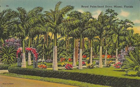 The Once Exotic Plants of Miami | Postcard History