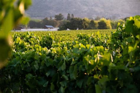 Treat the fruit well: Rombauer Vineyards | Restaurants ...