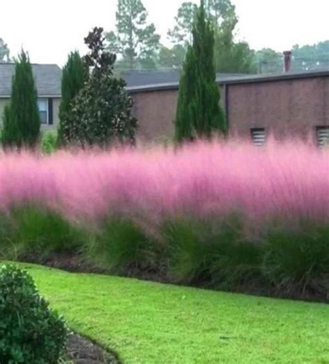 Pink Muhly Grass Seeds, Perennial Muhlenbergia Capillaris MU0130R ...