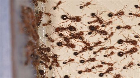 Fire Ants: Symptoms and Treatments