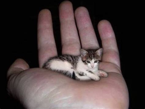 Smallest Animals In The World - XciteFun.net