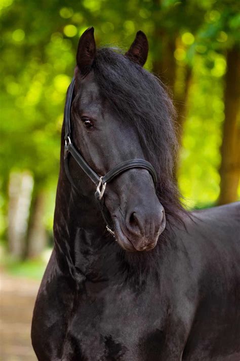 Equine 411: All About The Friesian