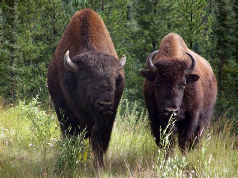 WOOD BISON [Bison bison athabascae] A pair of wood bison, note the very ...