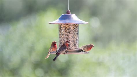 The Importance of Bird Feeder Placement for Attracting Birds Safely ...