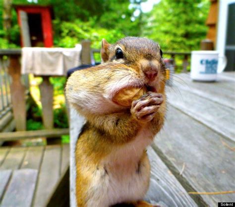 Chipmunk Has His Chops Full (PICTURES) | HuffPost UK