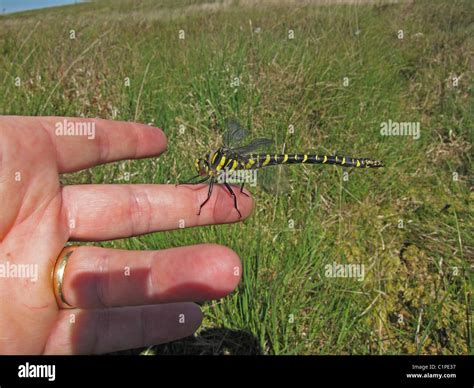 Golden-ringed Dragonfly Common Goldenring Stock Photo - Alamy