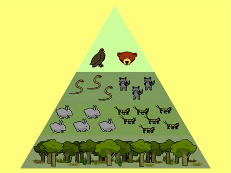 Temperate Deciduous Forest Energy Pyramid