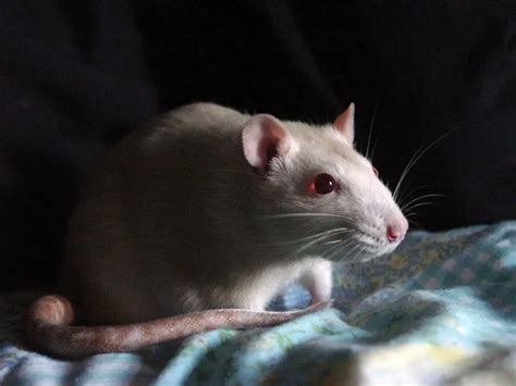 Fancy Rat Breeds - The Rat Place