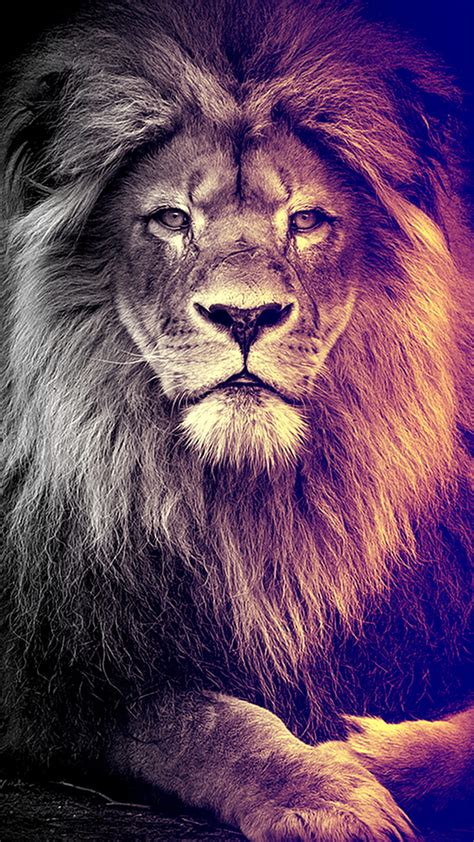 King, black, lion, lions, HD phone wallpaper | Peakpx