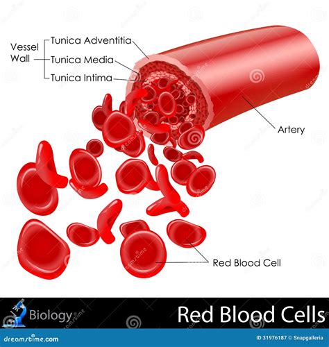 Red Blood Cells Royalty Free Stock Photography - Image: 31976187