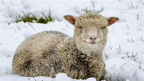 Northern Ireland weather: Heavy snowfall in some counties - BBC News