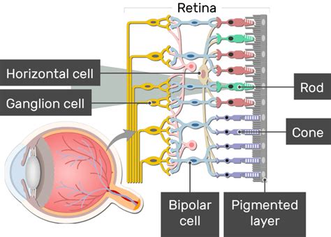 Retina - Anatomy and physiology | GetBodySmart