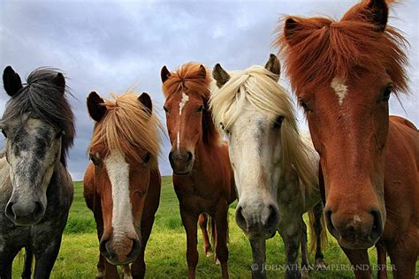 Icelandic horses are gentle and friendly | Wildernesscapes Photography ...