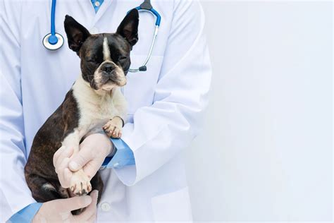 8 Signs It’s Time to Take Your Dog to the Vet | Healthy Paws Pet Insurance