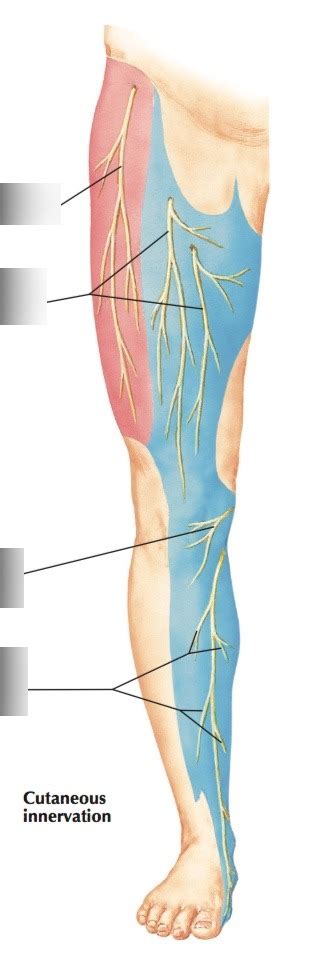 Anterior Lateral Femoral Cutaneous Nerve