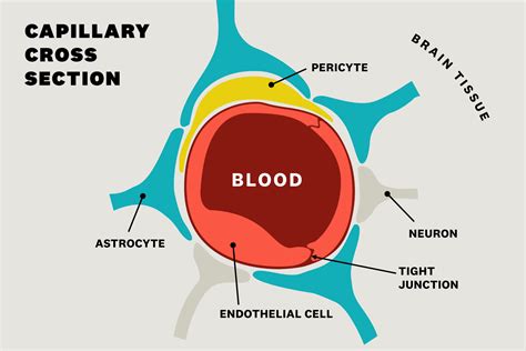 Healthy blood vessels may be the answer to Alzheimer's prevention