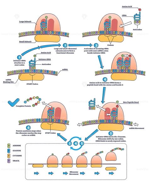 RNA translation as process of transcription of DNA to RNA outline ...