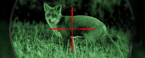 5 Best Night Vision Scopes for Coyote Hunting in 2023