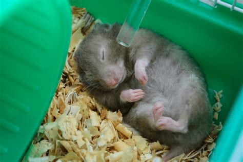 Why Is My Hamster Sleeping So Much? [Reasons & How to deal with it ...