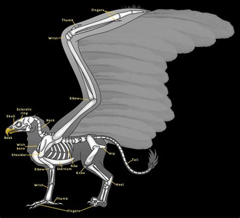 Gryphon/Griffin/Griffon Anatomy - Skeleton by horse14t on DeviantArt