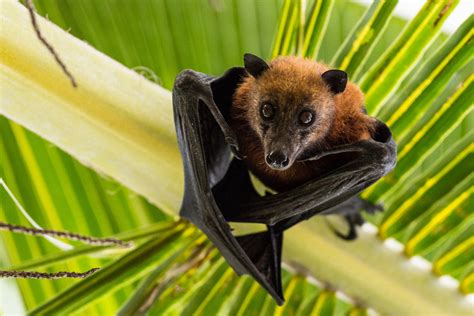 Video of Rescued Fruit Bat Getting Its First Taste of a Banana Is So ...