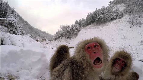 Jigokudani Snow Monkeys - Nagano Japan - YouTube