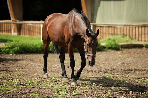 Brown Horse Photograph by Lori Rider - Fine Art America