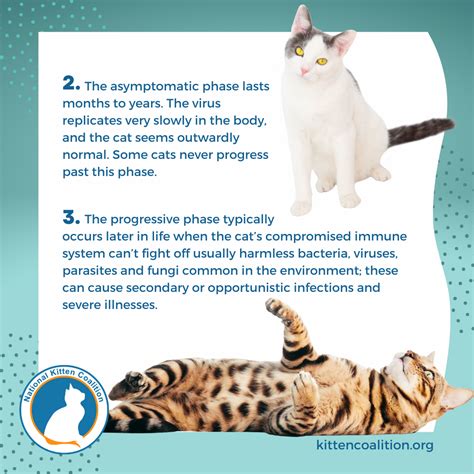 Understanding Feline Immunodeficiency Virus (FIV): Phases and Symptoms ...