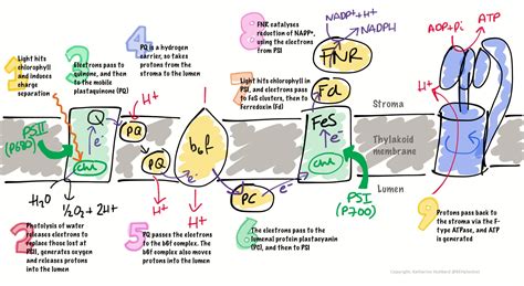 Photosynthesis Electron Transport Chain Steps