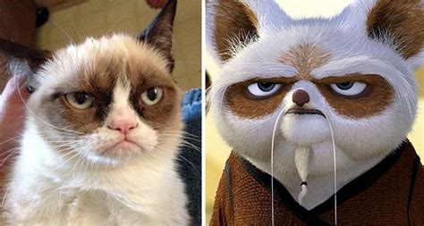 Grumpy Cat Looks Like Master Shifu | Grumpy cat, Grumpy cat humor, Kung ...