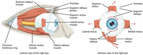 Eyeball Anatomy – Introduction to Sensation and Perception