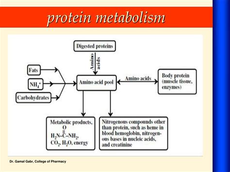 PPT - Metabolism of Proteins PowerPoint Presentation, free download ...