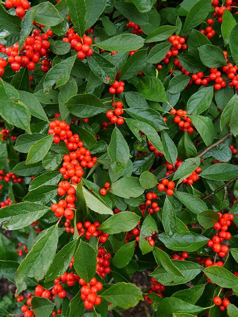 Ultimate Guide to Winterberry Holly | Proven Winners