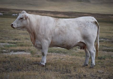 Charolais Cattle: Essential Facts and Breed Information