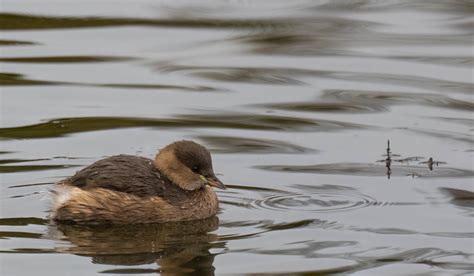 Little Grebe - Winter plumage. | Great little characters. Fr… | Flickr