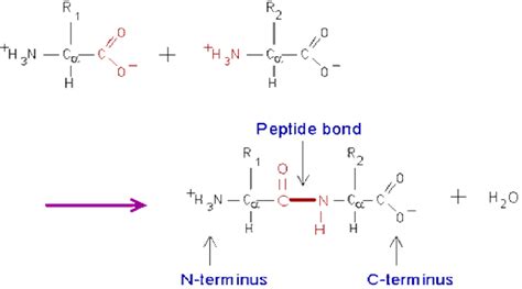 1. Peptide bond formation by a condensation reaction. | Download ...