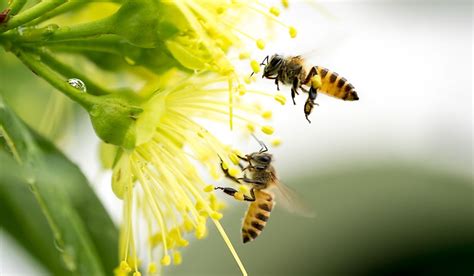 Which Crops and Plants Are Pollinated By Honey Bees? - WorldAtlas