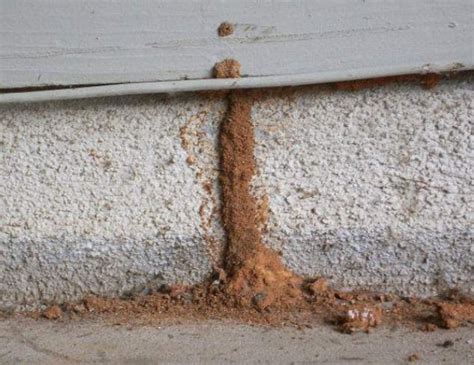 how to remove termite mud tubes