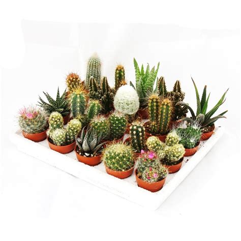 Buy Mini-Cactus and Succulents - Collection of 20 Cute Plants Online at ...