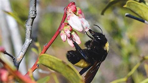 Promote Better Pollination in Southern Highbush Blueberries - Growing ...