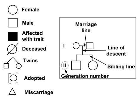 How To Make A Pedigree Chart With Genotypes - Chart Walls