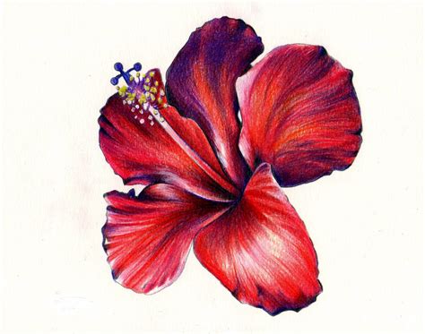 Hibiscus Pencil Drawing | Free download on ClipArtMag