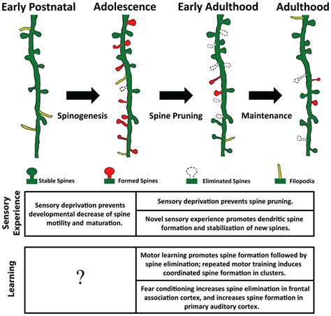 Frontiers | Spatiotemporal dynamics of dendritic spines in the living ...