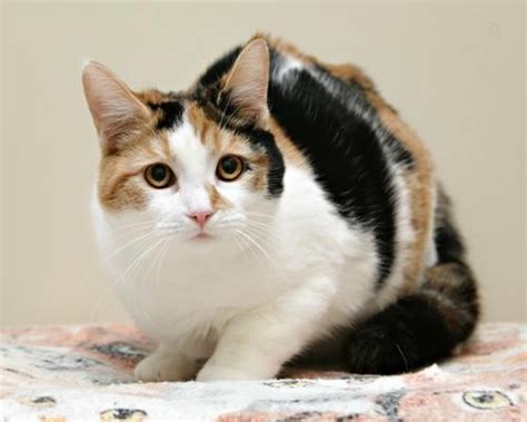 Adopt Libby a Calico or Dilute Calico Domestic Shorthair (short coat ...