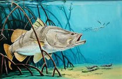 Interesting Facts - The Great Barramundi