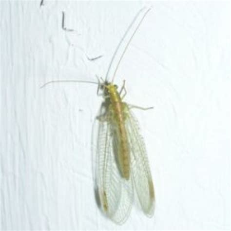 The Common Green Lacewing, Our Ally Against Aphids and Other Pests ...