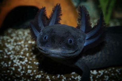 Black Axolotl: A Beginner’s Guide with Pics, Cost to Buy, and Care Info ...