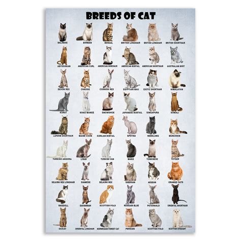 Breeds Of Kittens